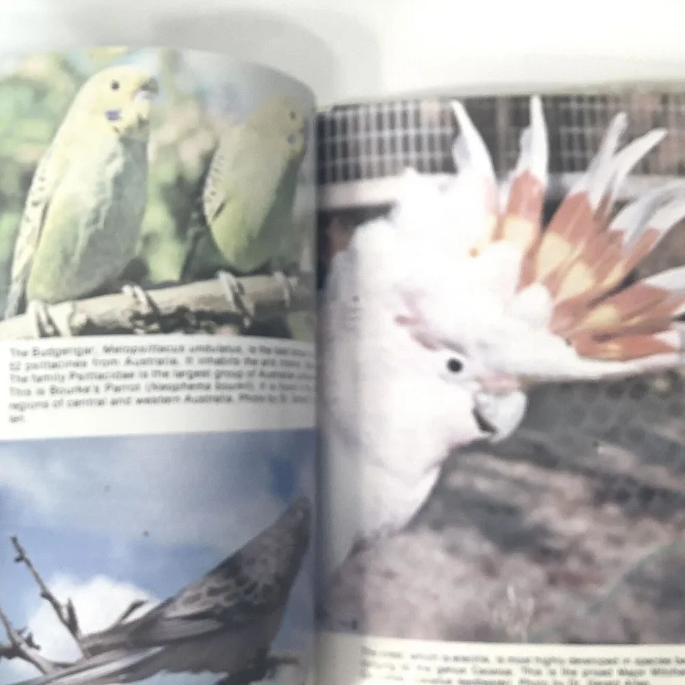 Lot of 2 All about cockatiels and A Step by Step book about‎ Cockatiels A Barrie